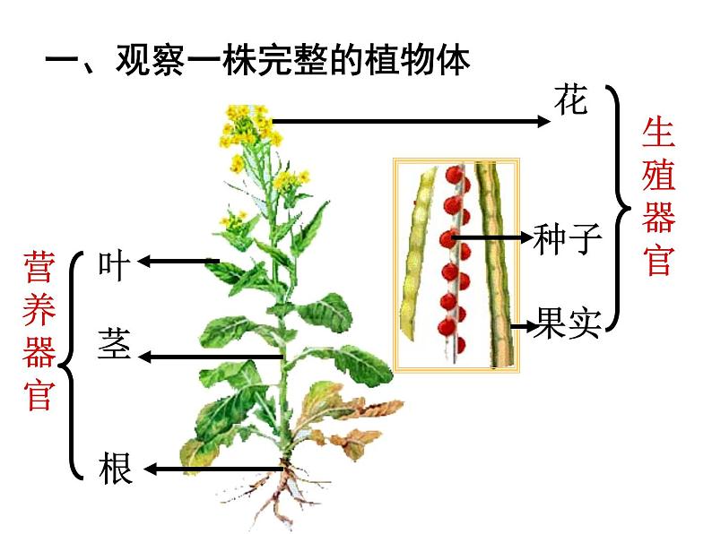 苏科版七年级下册生物 9.1植物体的组成 课件06