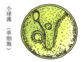 苏科版七年级下册生物 10.2水中的藻类植物 课件