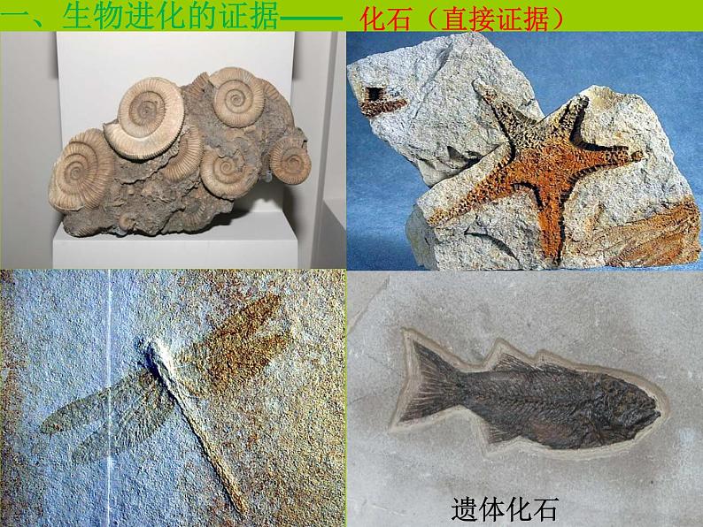 苏科版八年级下册生物 23.2生物进化的历程 课件04