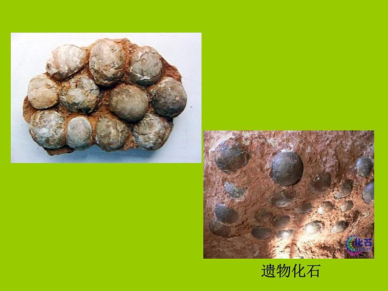 苏科版八年级下册生物 23.2生物进化的历程 课件07