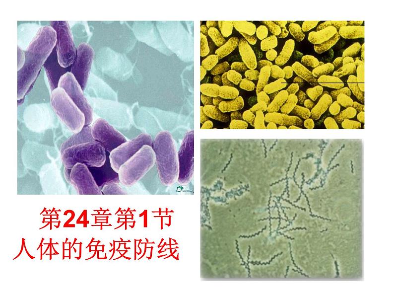 苏科版八年级下册生物 24.1人体的免疫防线 课件01