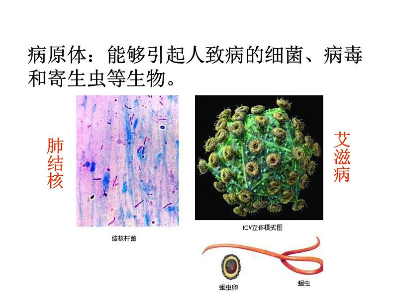 苏科版八年级下册生物 24.1人体的免疫防线 课件03