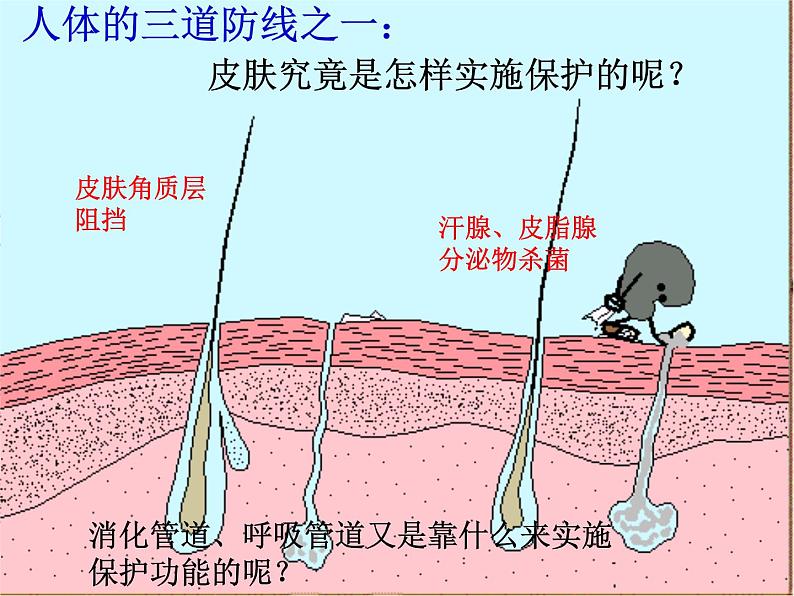 苏科版八年级下册生物 24.1人体的免疫防线 课件05