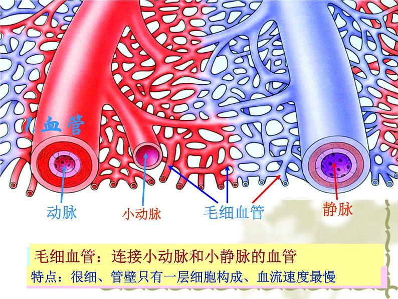 苏教版七年级下册生物 10.2人体内的血液循环 课件第3页