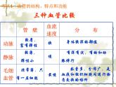 苏教版七年级下册生物 10.2人体内的血液循环 课件