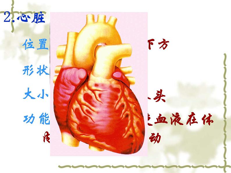 苏教版七年级下册生物 10.2人体内的血液循环 课件第6页