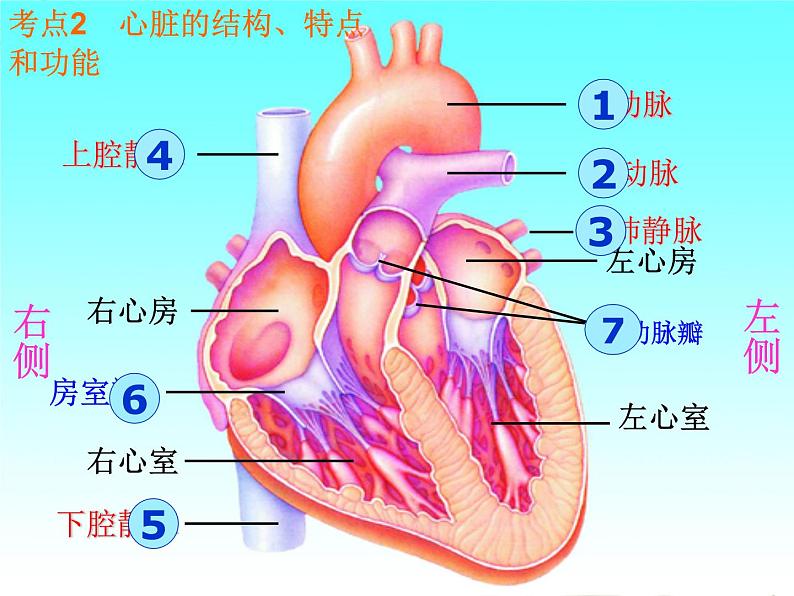 苏教版七年级下册生物 10.2人体内的血液循环 课件第7页