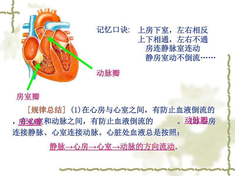 苏教版七年级下册生物 10.2人体内的血液循环 课件第8页