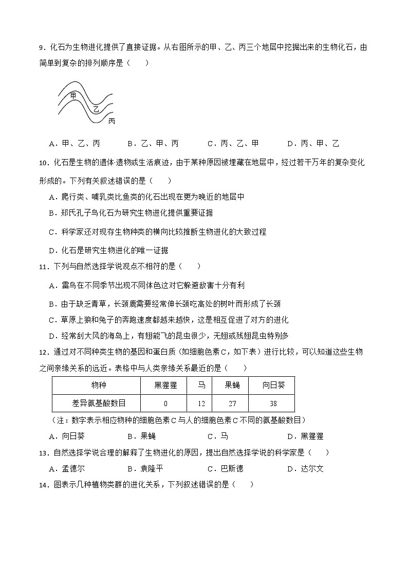 初生北师大版八年级下册21.2生物的进化 同步练习02