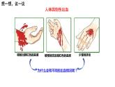 4.4.2血流的管道——血管课件PPT