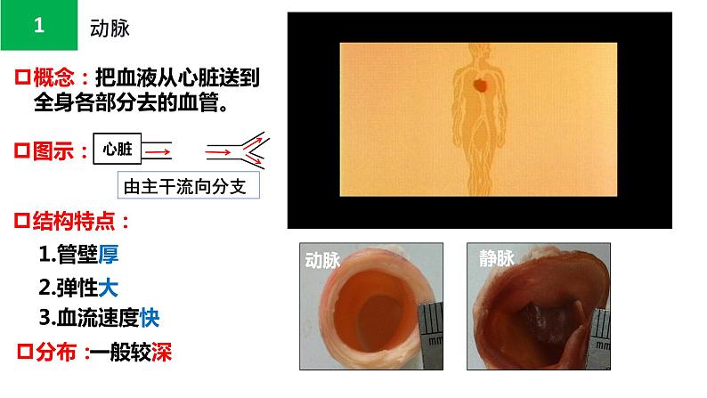 4.4.2血流的管道——血管课件PPT06