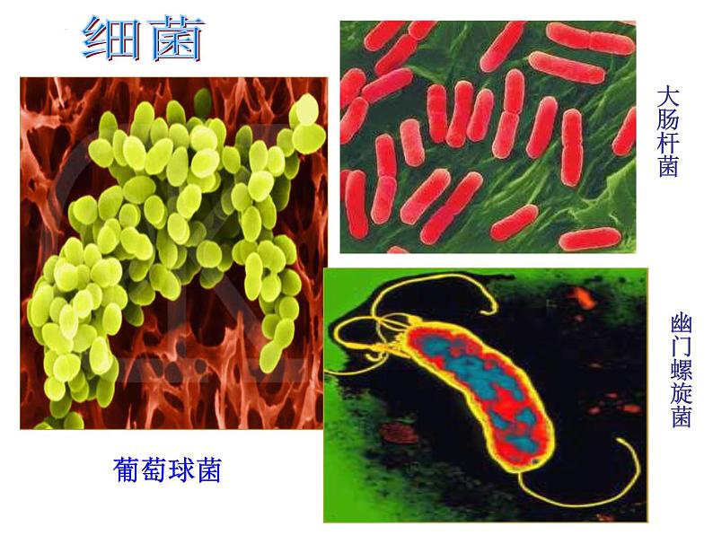 2022年济南版中考生物专题复习课件---生物圈中的微生物06