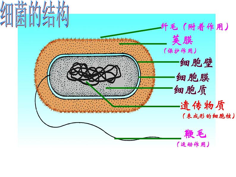 2022年济南版中考生物专题复习课件---生物圈中的微生物07