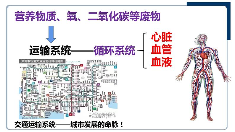 2022人教版生物七下第四章第一节流动的组织——血液课件PPT第2页