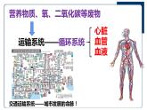 2022人教版生物七下第四章第一节流动的组织——血液课件PPT