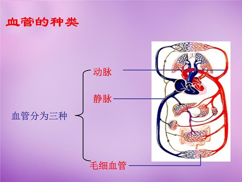 苏教版七年级下册生物 10.2人体的血液循环 课件04