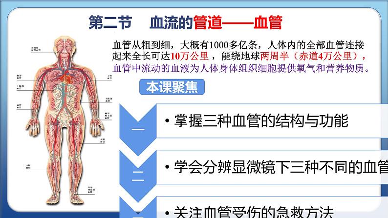 2022人教版生物七下第四章第二节血流的管道——血管课件PPT第2页