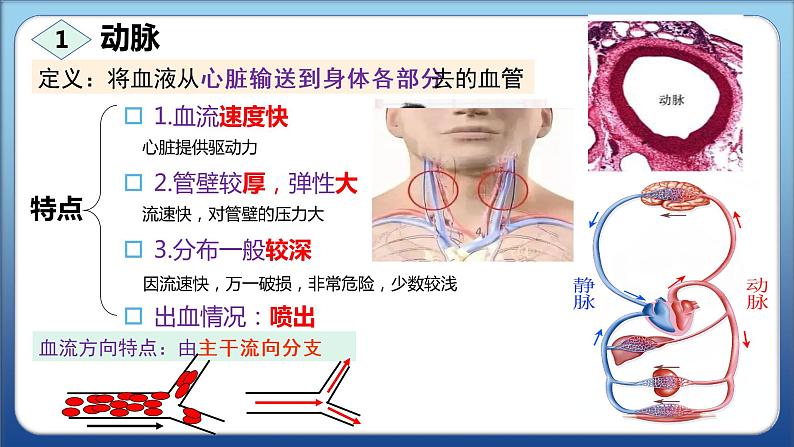 2022人教版生物七下第四章第二节血流的管道——血管课件PPT第5页