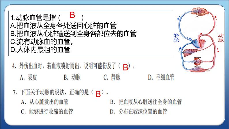 2022人教版生物七下第四章第二节血流的管道——血管课件PPT第6页