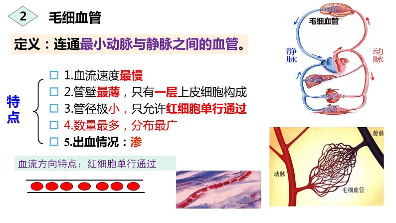 2022人教版生物七下第四章第二节血流的管道——血管课件PPT第7页