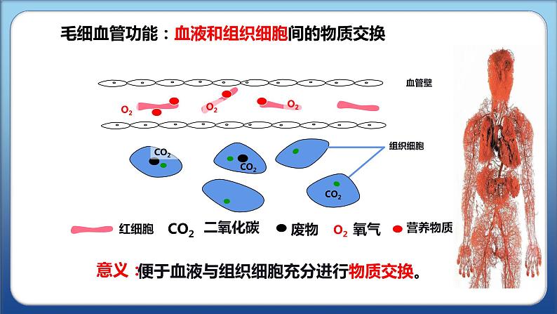 2022人教版生物七下第四章第二节血流的管道——血管课件PPT第8页