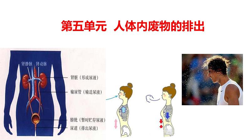 2021-2022学年人教版生物七年级下册《人体内废物的排出》课件01