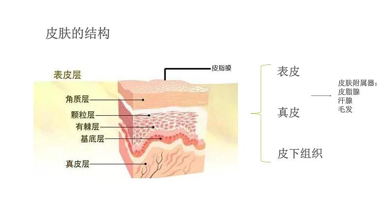 2021-2022学年人教版生物七年级下册《人体内废物的排出》课件03