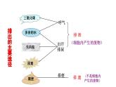 2021-2022学年人教版生物七年级下册《人体内废物的排出》课件