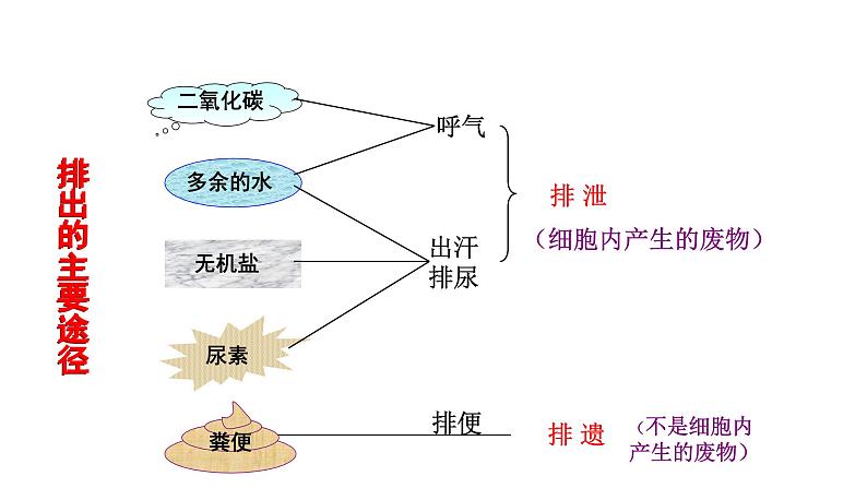 2021-2022学年人教版生物七年级下册《人体内废物的排出》课件04