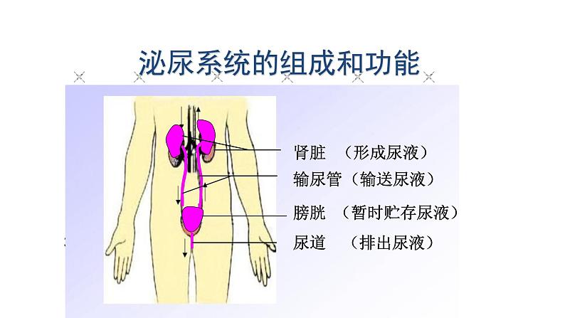 2021-2022学年人教版生物七年级下册《人体内废物的排出》课件05