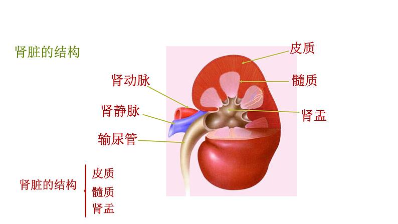 2021-2022学年人教版生物七年级下册《人体内废物的排出》课件07