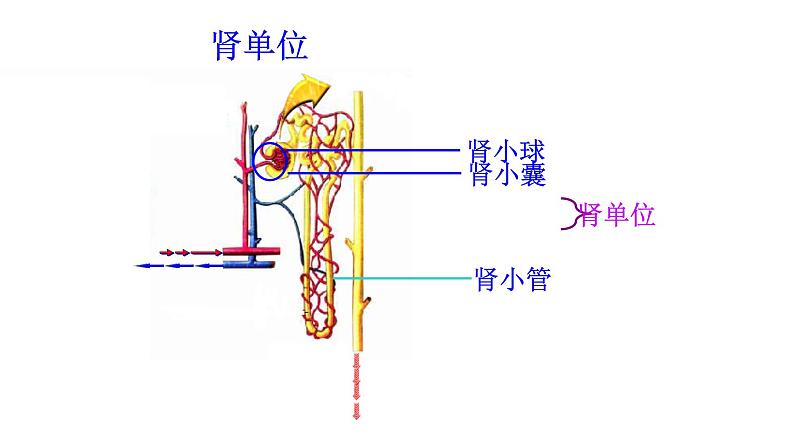 2021-2022学年人教版生物七年级下册《人体内废物的排出》课件08