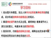 2021-2022学年人教版生物七年级下册《神经系统的组成》课件