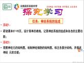 2021-2022学年人教版生物七年级下册《神经系统的组成》课件