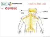 2021-2022学年人教版生物七年级下册《神经系统的组成》课件