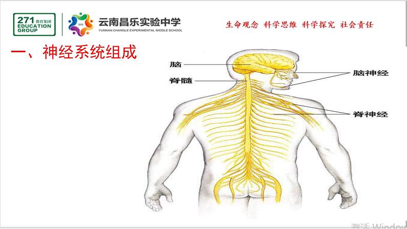 2021-2022学年人教版生物七年级下册《神经系统的组成》课件第5页