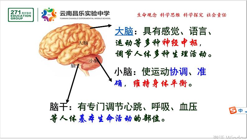 2021-2022学年人教版生物七年级下册《神经系统的组成》课件第7页