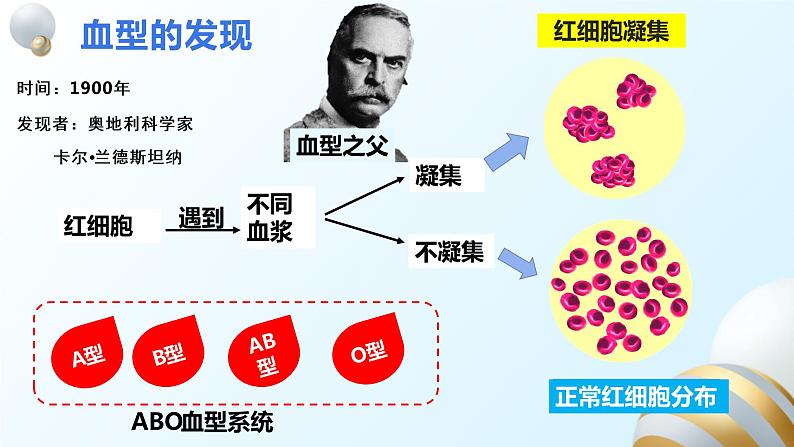 2022人教版生物七下第四章第四节输血和血型课件PPT第5页