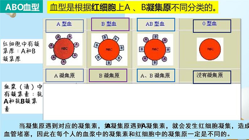 2022人教版生物七下第四章第四节输血和血型课件PPT第7页