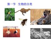 北师大版八下生物 22.1生物的分类 课件