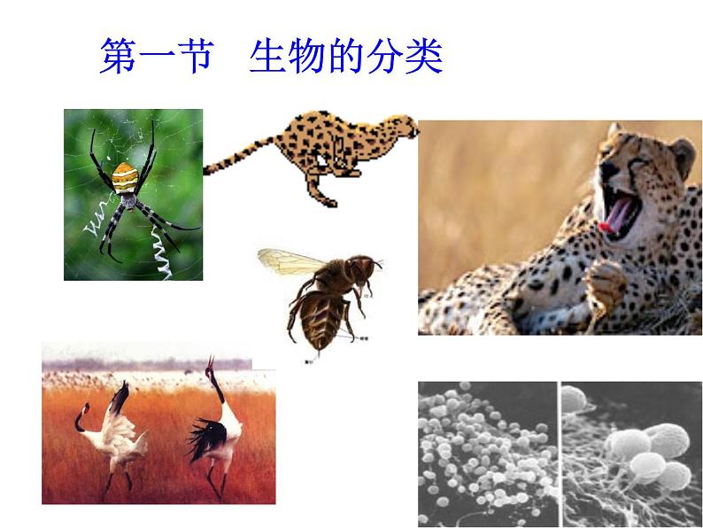 北师大版八下生物 22.1生物的分类 课件01