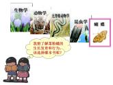 北师大版八下生物 22.1生物的分类 课件