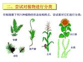 北师大版八下生物 22.1生物的分类 课件