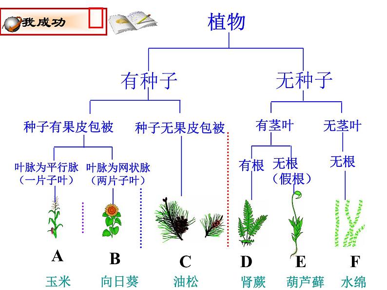 北师大版八下生物 22.1生物的分类 课件06