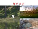 北师大版八下生物 23.4生态系统的稳定性 课件