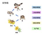 北师大版八下生物 23.3生态系统的结构和功能 课件