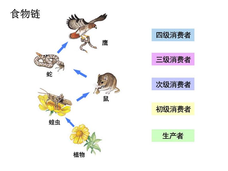 北师大版八下生物 23.3生态系统的结构和功能 课件02