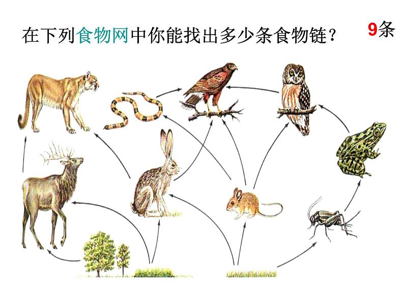 北师大版八下生物 23.3生态系统的结构和功能 课件05