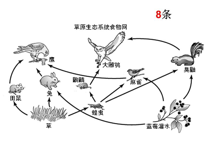 北师大版八下生物 23.3生态系统的结构和功能 课件06