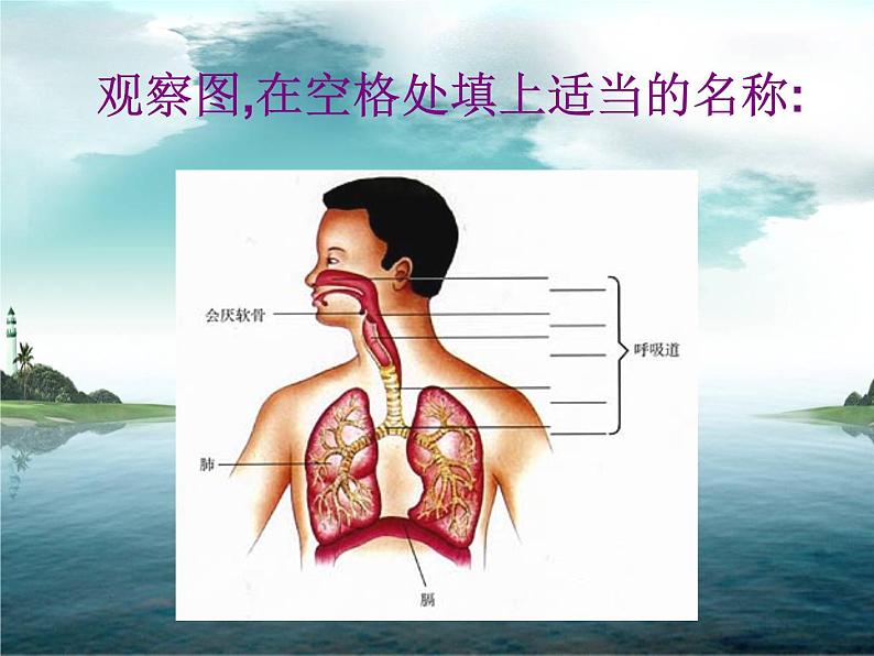 人教版七下生物 3.1呼吸道对空气的处理 课件07